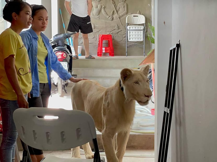 A male lion being confiscated by authorities from a private residence where it was being raised as a pet in Phnom Penh, Cambodia.