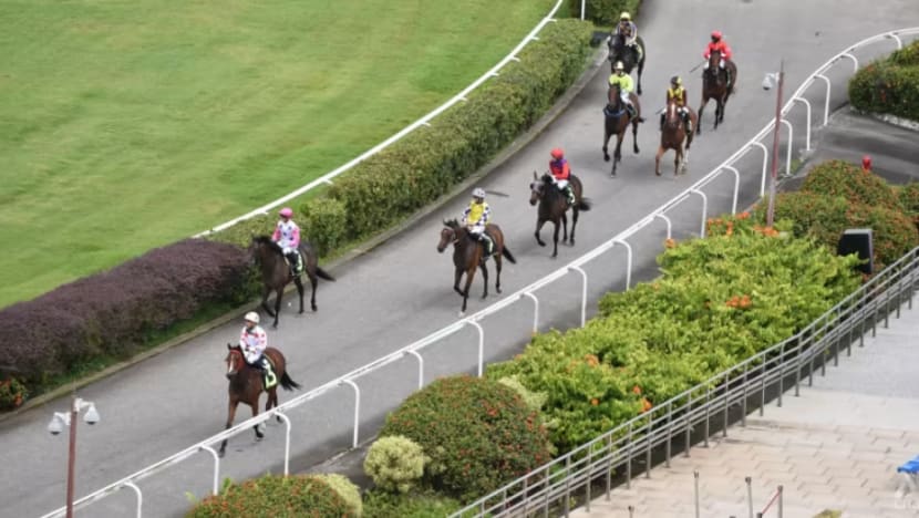 Nasib kuda di Singapore Turf Club; cabaran cari tempat baru bagi ratusan terjejas