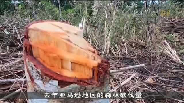 哥伦比亚去年森林砍伐总量比前年少29.1% 是自2013年来最低水平