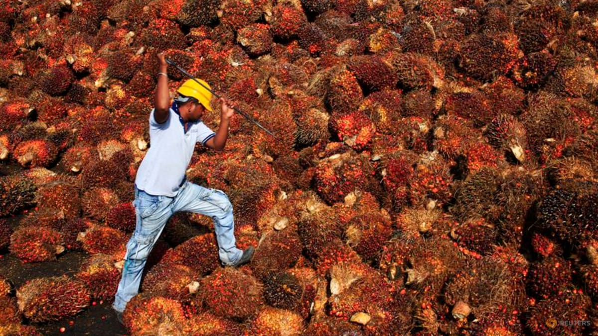 Analis Mistry Proyeksikan CPO Naik 12% ke 5.200 Ringgit per Ton pada Juli 2026