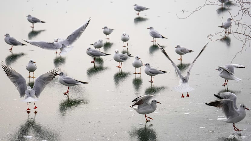Noisy humans harm birds and affect breeding success: Study