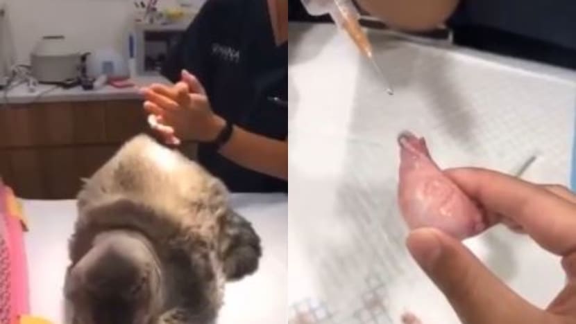 Authorities looking into case of misbehaving nurses, pet clinic hit by cancellations