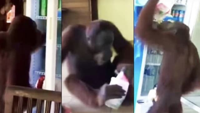 天气太热 马国猩猩闯餐厅 开冰箱自取饮料喝