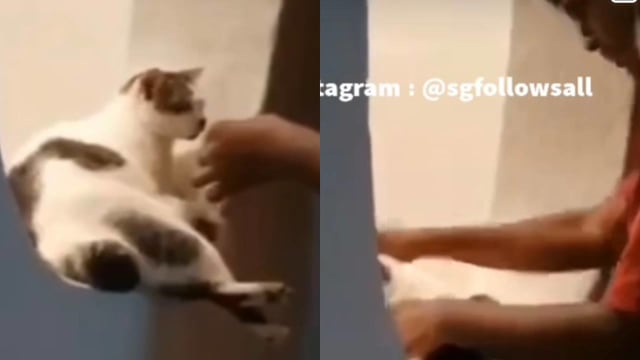 男子三番五次对小猫喂烟惹众怒