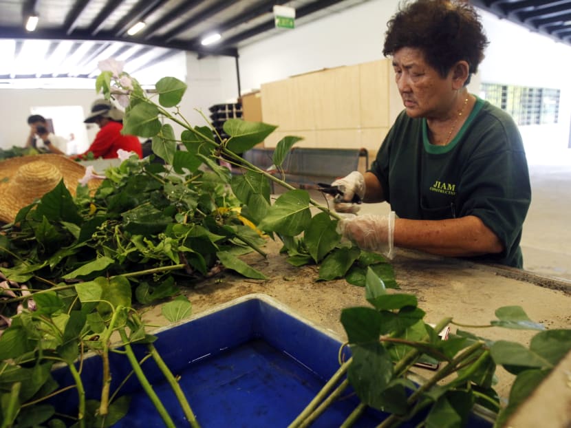 NParks adds more slots for Pasir Panjang Nursery tour