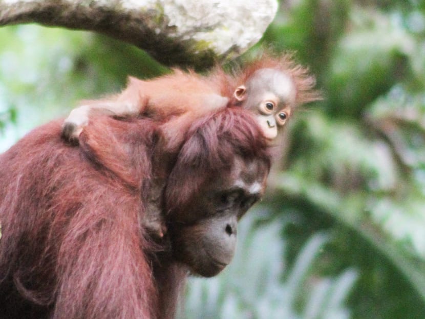 Asia’s first giant river otter baby born at River Safari