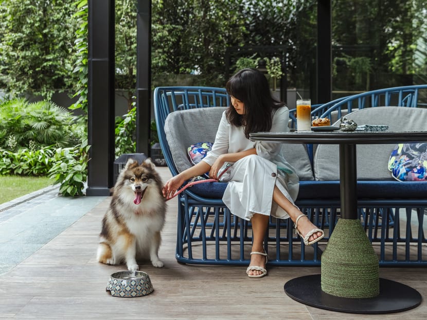 Need a getaway with your furry companion? More hotels are offering pet-friendly staycation options in Singapore Need a getaway with your furry companion? More hotels are offering pet-friendly staycation options in Singapore