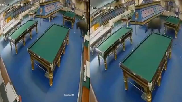 泰国一头水牛逃离屠宰场闯台球厅 顾客与店员慌忙逃窜