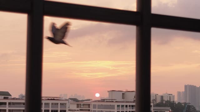【笔耕园地】夕阳与飞鸟