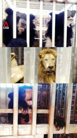 Starving lions, bears found in border Cambodian casino rescued by Thai forces