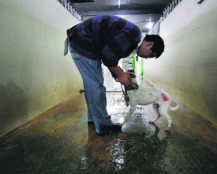 Only a minority support culling of stray animals: Poll
