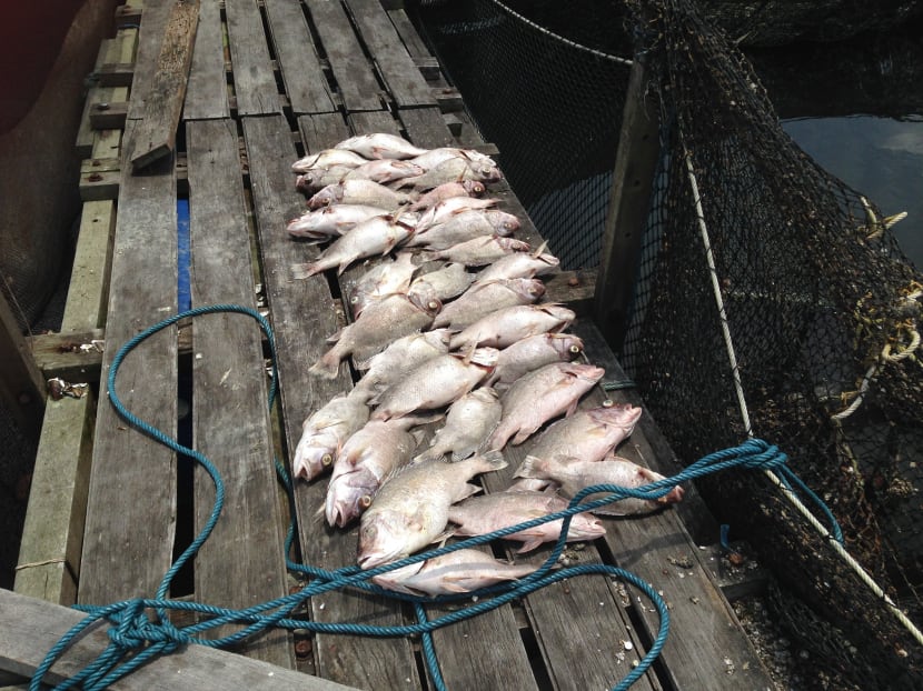 Farmers losing S$15,000 to S$300,000 as mass fish deaths look set to continue
