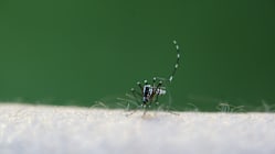 Related article image
