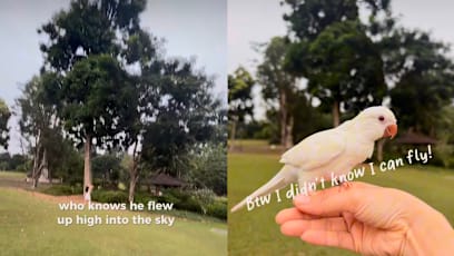 S'pore Woman Let Her Pet Parrot Out At Botanic Gardens, Thinking It Couldn’t Fly — It Ended Up In A Tree