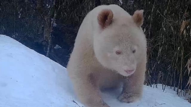 全球唯一野生白色大熊猫确认为雄性