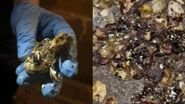 逾百只活鹌鹑遭弃垃圾桶抢救无果 公园局：正展开调查
