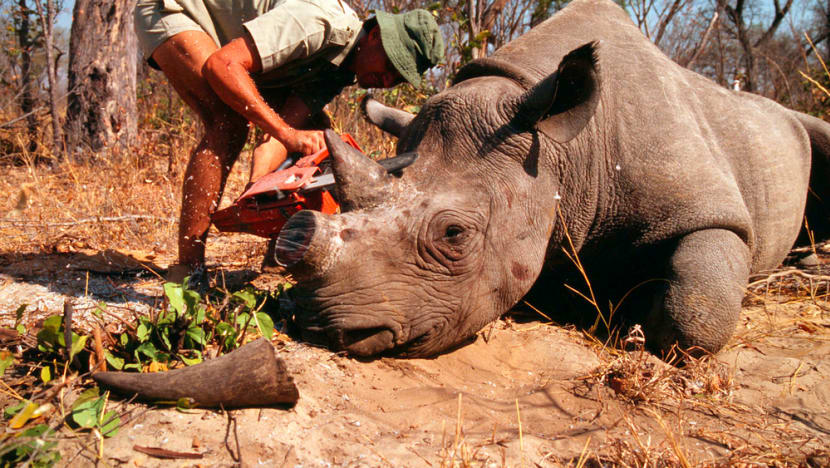 Commentary: Singapore’s S$1.2m rhino horn seizure another reminder of need to combat wildlife trafficking Commentary: Singapore’s S$1.2m rhino horn seizure another reminder of need to combat wildlife trafficking