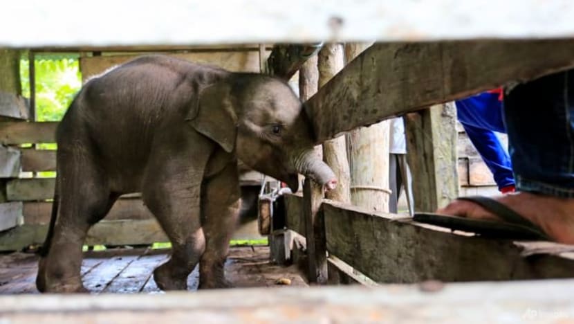 Anak gajah hilang separuh belalai angkara jerat pemburu haram