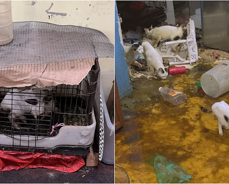 SPCA sees 'alarming increase' in pet abandonment cases