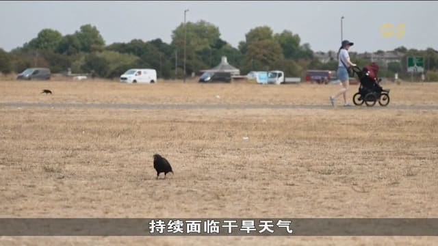 欧洲持续遭高温干旱侵袭 英国多地逾一个月无雨