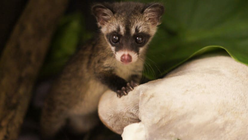 Seen more civets in your neighbourhood recently? Experts say it could be a good thing