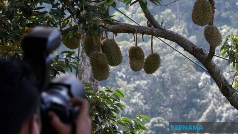 Program legasi perkongsian durian patuh syariah pertama diperkenalkan di Malaysia Program legasi perkongsian durian patuh syariah pertama diperkenalkan di Malaysia