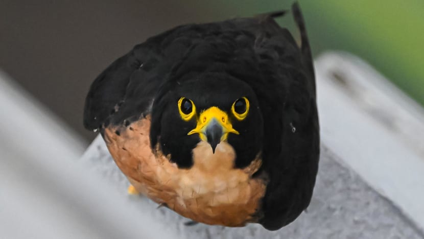 Peregrine falcons recorded nesting in Singapore's CBD for first time, tray set up to encourage breeding