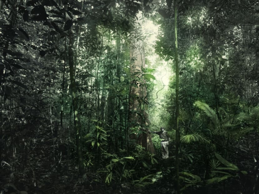 The tree amigos: S’poreans and their fave trees in photo show