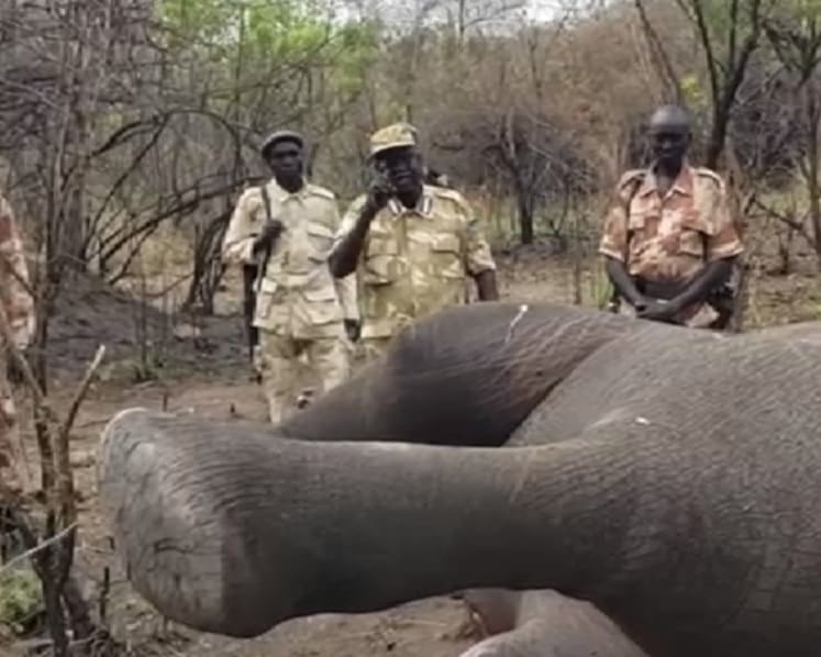 Illegal poaching threatens to wipe out South Sudan’s elephants and other wildlife