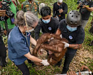 Indonesia rescues six orangutans from fires in a week