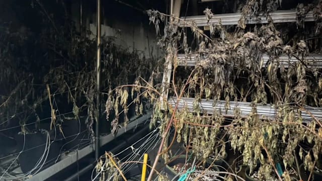 芭堤雅大麻农场失火 浓烟致多人头晕头痛