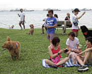 New animal welfare code for dog trainers prioritises positive reinforcement, less aversive methods