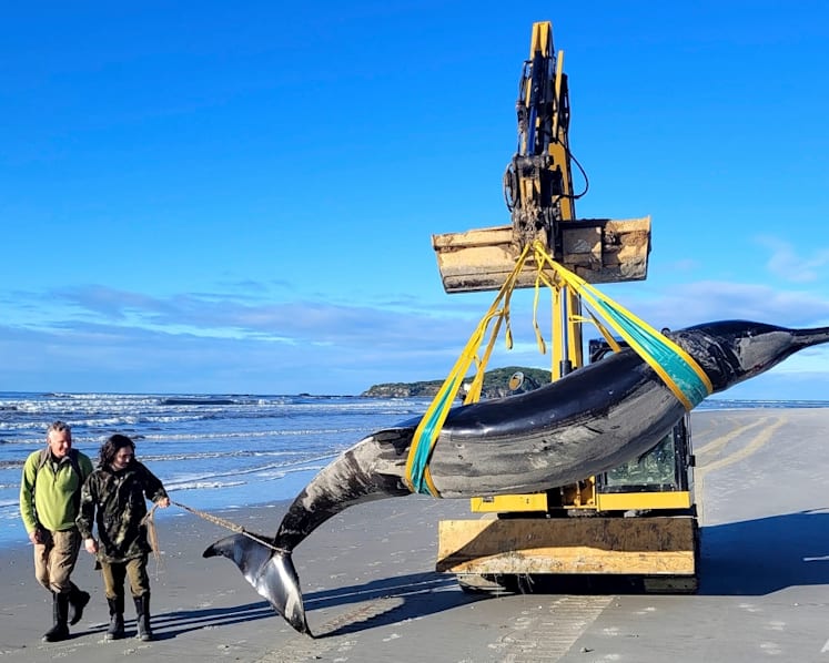 New Zealand scientists suspect specimen of world's rarest whale died from head injuries