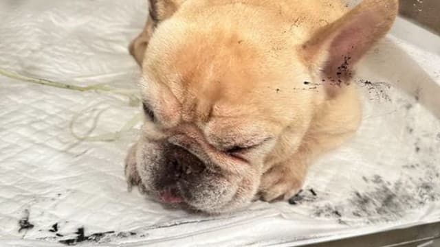 “看不顺眼”斗牛犬灌农药致狗儿吐血 台湾饲主报警