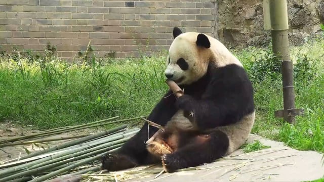 体重增至120公斤 大熊猫叻叻夏天避暑有绝招