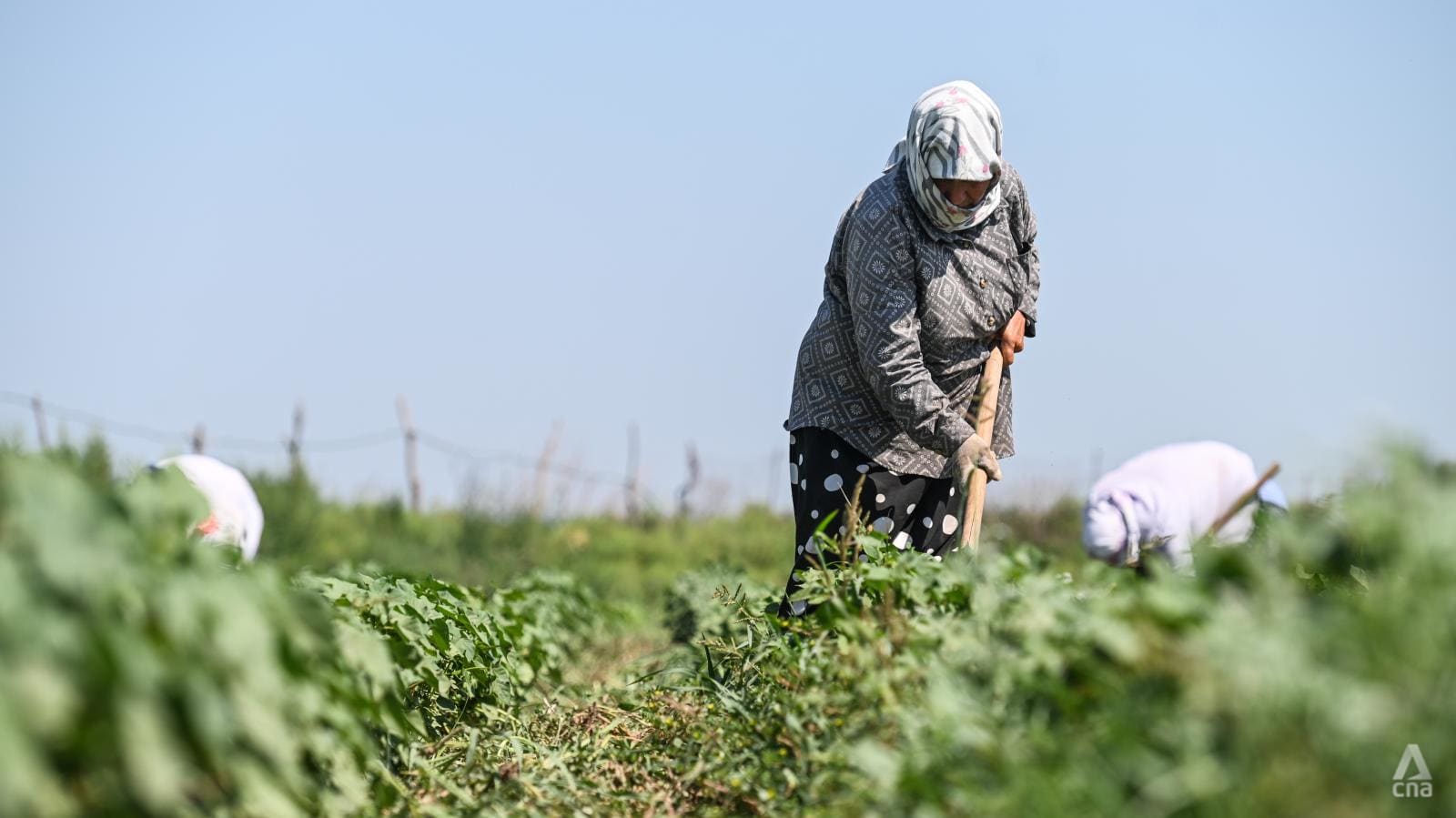 The female cotton pickers behind your clothes – and the climate change threat they face in Azerbaijan The female cotton pickers behind your clothes – and the climate change threat they face in Azerbaijan