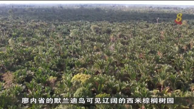 印尼有意推广西米棕榈树种植 推进食物来源多元化