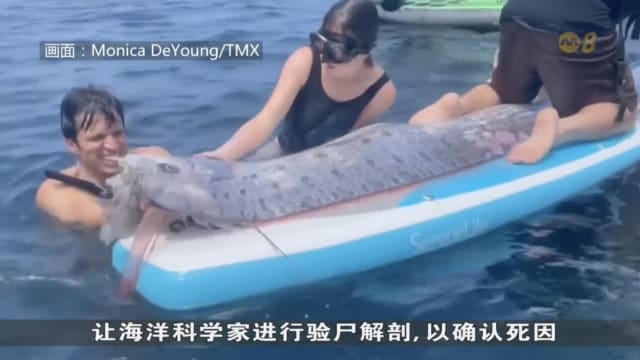 美国加利福尼亚州圣迭戈岸外漂浮3.6米长皇带鱼尸体
