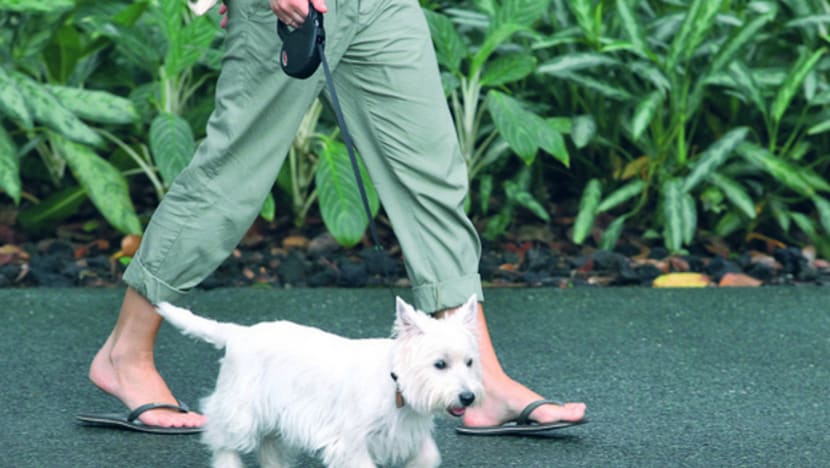 Animal welfare groups: Institutions of Public Character status a boost