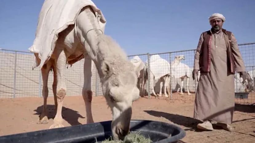 Hotel di Riyadh ini tawar penginapan bagi unta Hotel di Riyadh ini tawar penginapan bagi unta