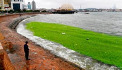 Chinese port city uses boats, scoops to fight algae bloom