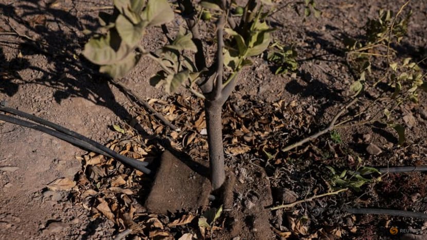 A water-saving tool in drought-hit Chile: human hair A water-saving tool in drought-hit Chile: human hair