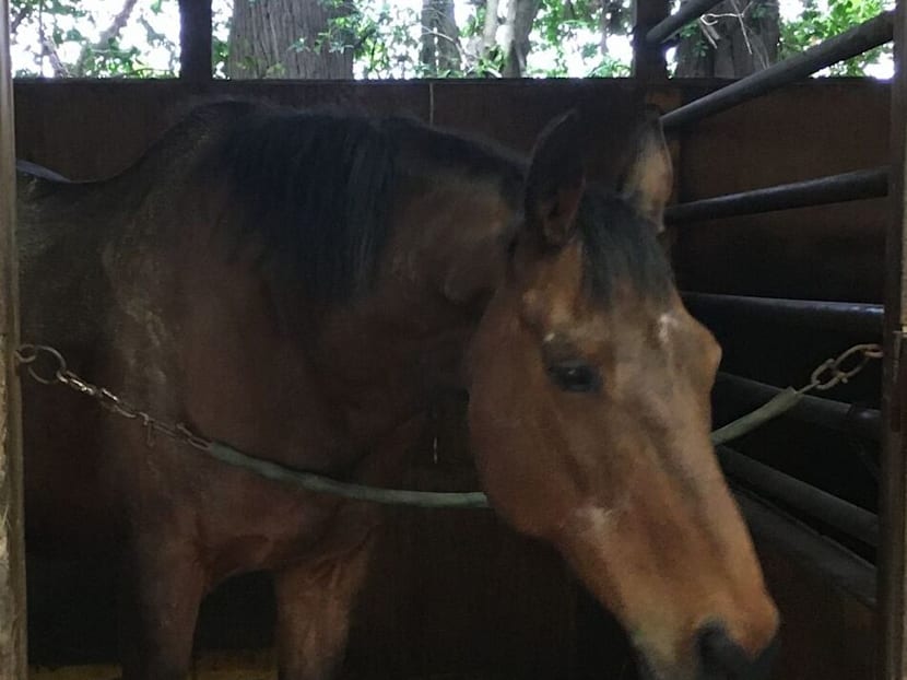 Haru Urara, Japan’s famous losing racehorse, dies at 29