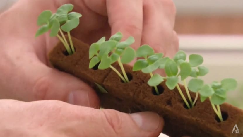 Dutch agritech innovations may hold answers to Singapore's food security future