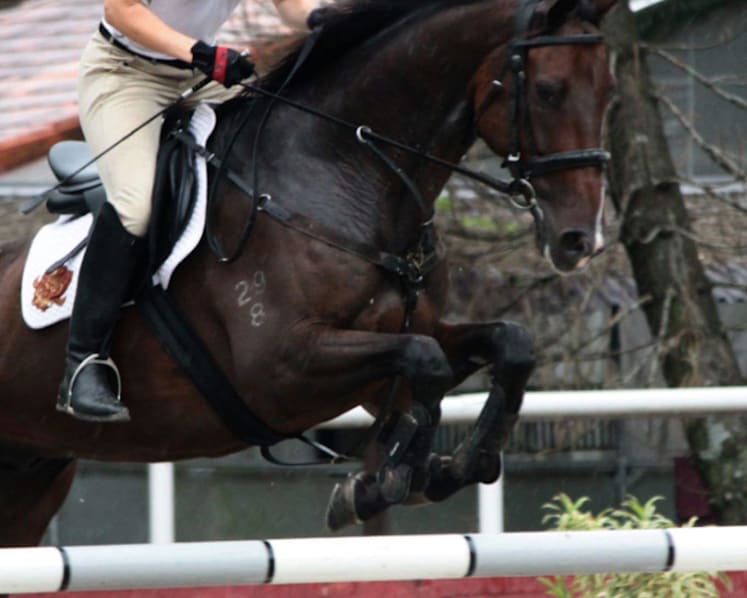 Re-schooling race horses requires hard work, dedication and time, say experts