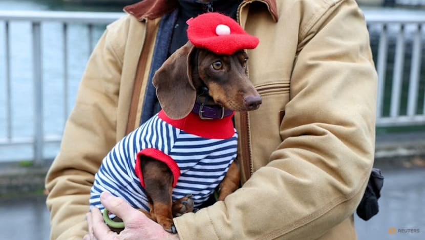 Doggie diversity in size and shape began at least 11,000 years ago