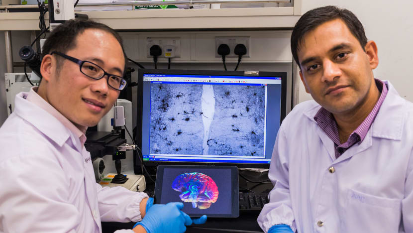 NTU scientists discover new treatment for dementia