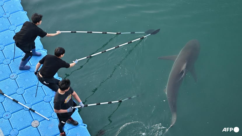 South Korea's celebrity shark back in canal, prompting new rescue bid