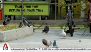Pigeon management plan to be rolled out in three more town councils