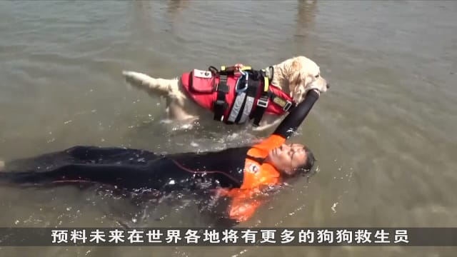 狮城有约 | 国际专题：狗儿潜力无限 辅助人类执行任务